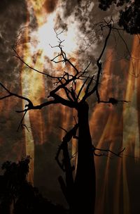 Low angle view of trees against sky