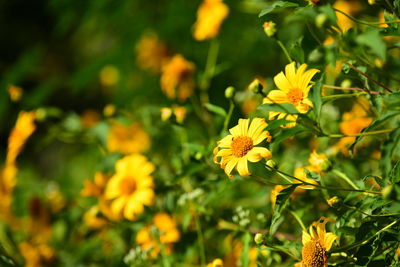 Close-up of yellow flowering plant