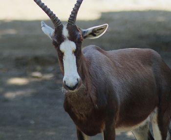 Close-up of antelope 