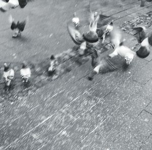 High angle view of pigeons flying over footpath