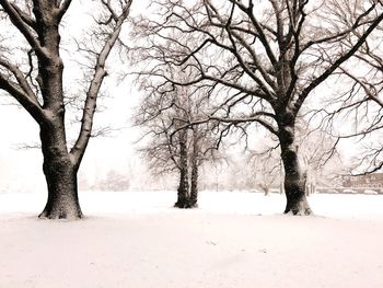 Bare trees on snow covered landscape