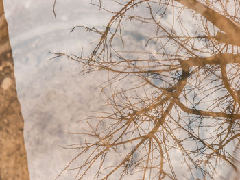 Close-up of bare tree branches
