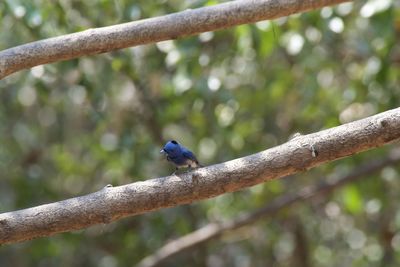 Close-up of bird perching on branch