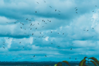Flock of birds flying in sky