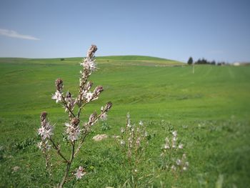 Scenic view of flowering plants on land against sky