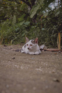 Portrait of dog relaxing on land