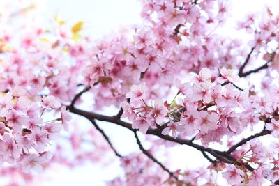 Low angle view of pink cherry blossoms in spring