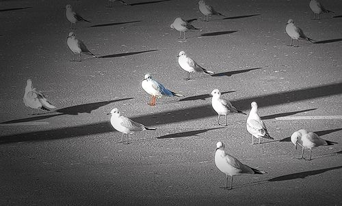 High angle view of birds in water