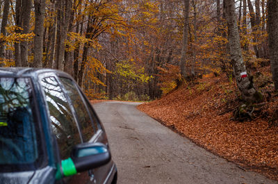 Car on road in forest