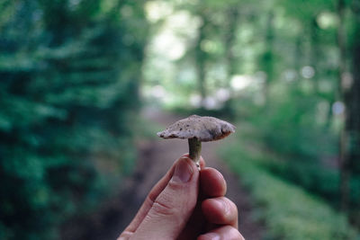 Close-up of hand holding mushroom