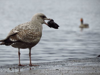 Bird carrying prey in mouth perching on sea shore