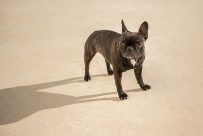 Black dog standing on floor