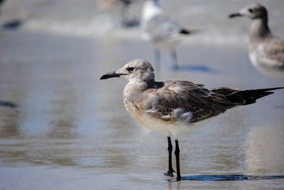 Seagull on pelican beach 