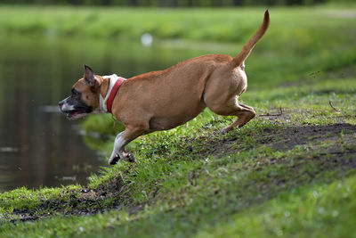 Close-up of dog running on grass