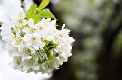 Close-up of white blossom