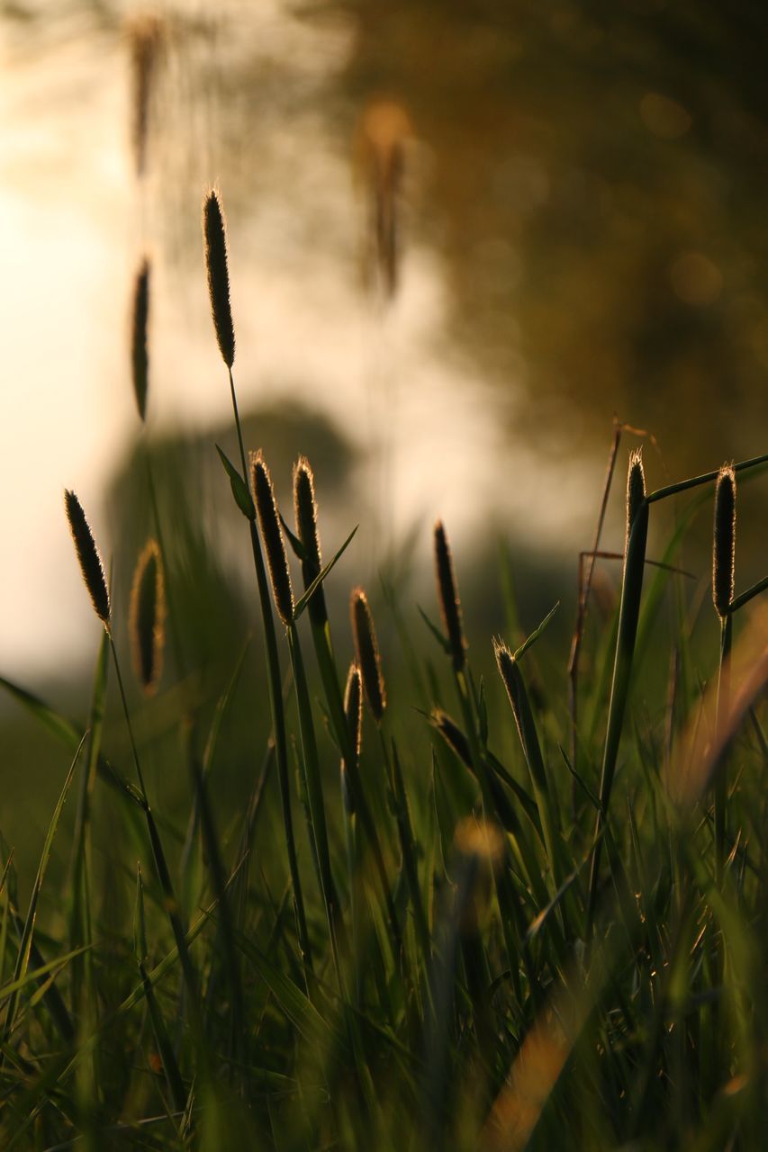 focus on foreground, plant, close-up, leaf, growth, nature, selective focus, stem, twig, water, outdoors, day, beauty in nature, no people, tranquility, fragility, blade of grass, drop, dry, branch
