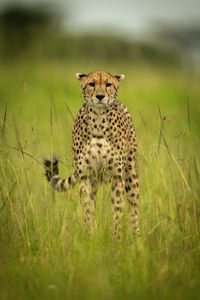 Cheetah stands in tall grass watching camera