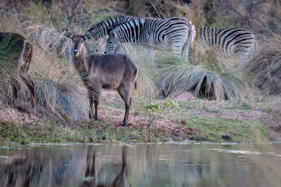 Herd of a drinking water