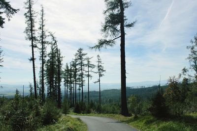 Road amidst trees against sky