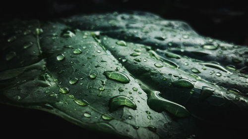 Close-up of raindrops on leaves