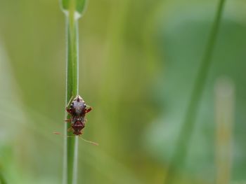 Close-up of insect on leaf