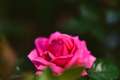 Close-up of pink rose