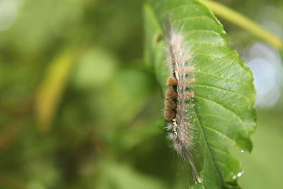 Close-up of insect on plant
