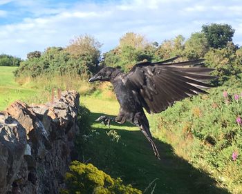 Close-up of eagle flying against sky