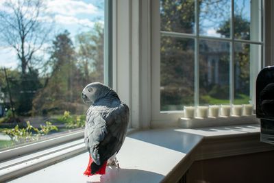 An african grey parrot standing on a large windowsill looking longingly out the window