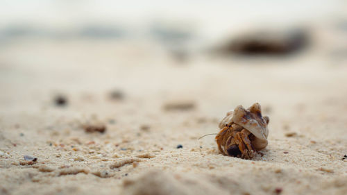 Close-up of seashell at sandy beach