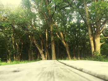 Road passing through forest