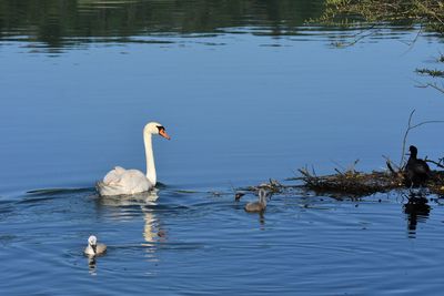 Swans swimming in lake