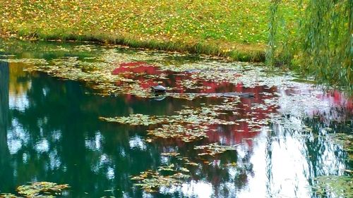 Reflection of trees in lake