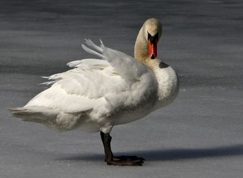 Close-up of swan in lake