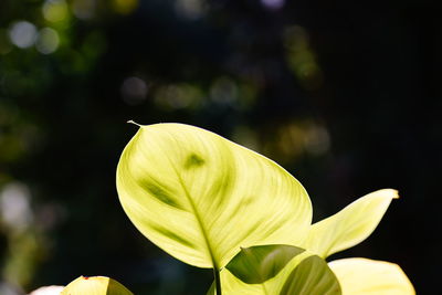 Close-up of flowering plant