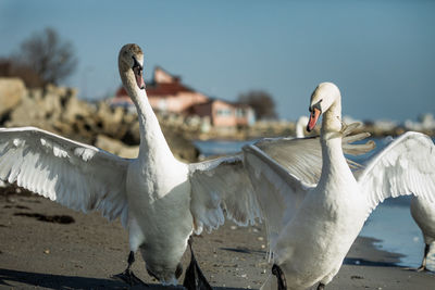 View of birds