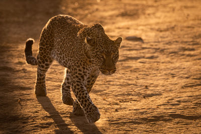 Leopard crosses baked earth in golden light