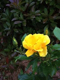 Close-up of yellow flower