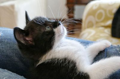 Close-up of cat sitting on sofa at home