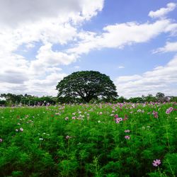 Plants growing on field against sky
