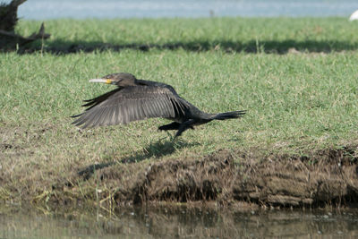 Bird flying over a field