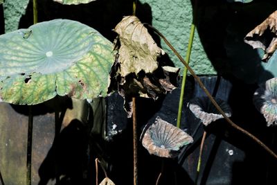 Close-up of leaves on wood in forest