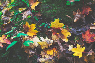 Colorful autumn foliage taken from above