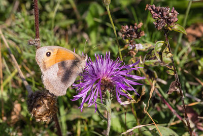 Close-up of butterfly pollinating on purple flower
