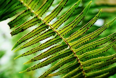 Close-up of plant