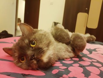 Cat lying on bed at home