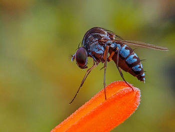 Close-up of fly pollinating flower