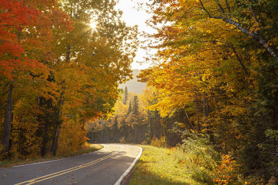 Road amidst trees