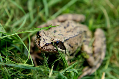 Frog in the grass