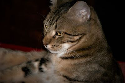 Close-up of a cat looking away